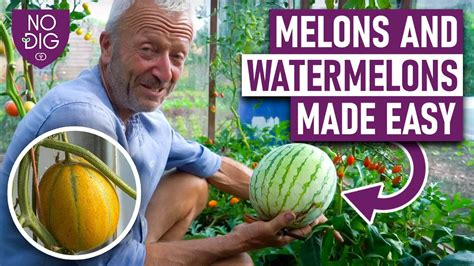 Free Melon Tits Porn Videos .